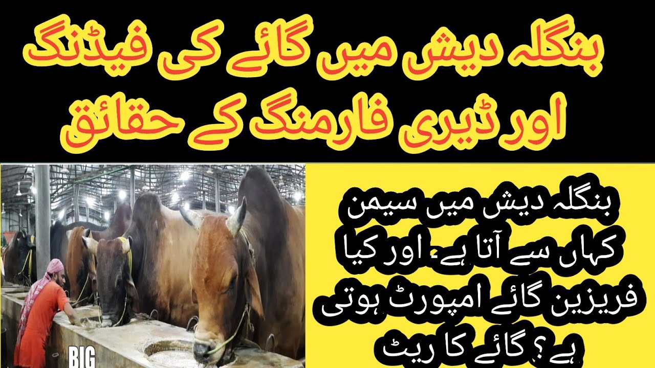 Feeding of cows in bangladesh II Dairy farming in Bangladesh II semen and cows import in bangladesh