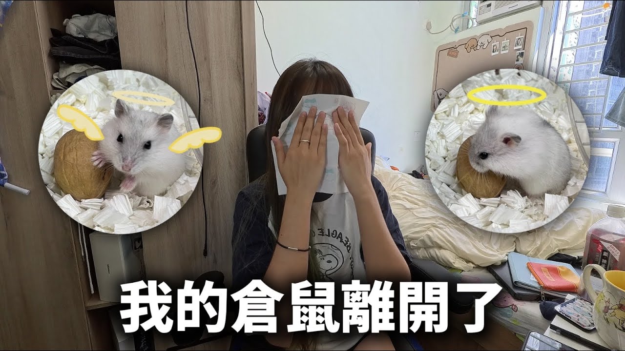 我的倉鼠去鼠星了🐹💫｜空空的籠子…｜安靜的鬼鬼👻｜走後的空虛:(