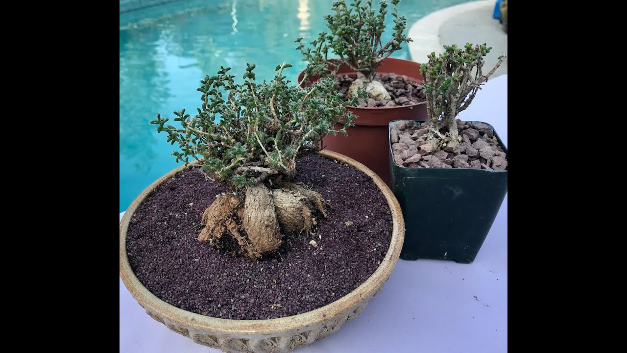 Beautiful  Caudiciform Succulent!! Trichodiadema bulbosum - Episode 96