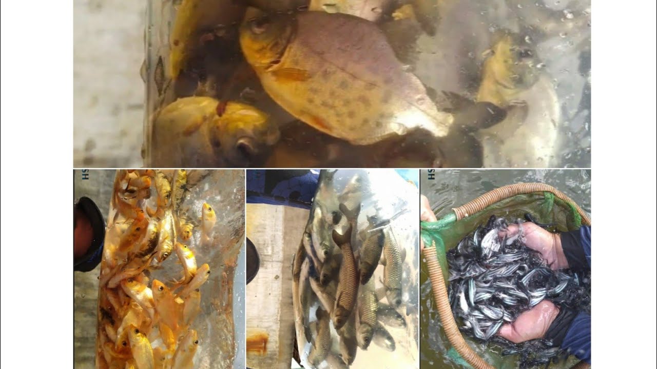 CHEGADA DE PEIXES NA PISCICULTURA PRETTI FISH