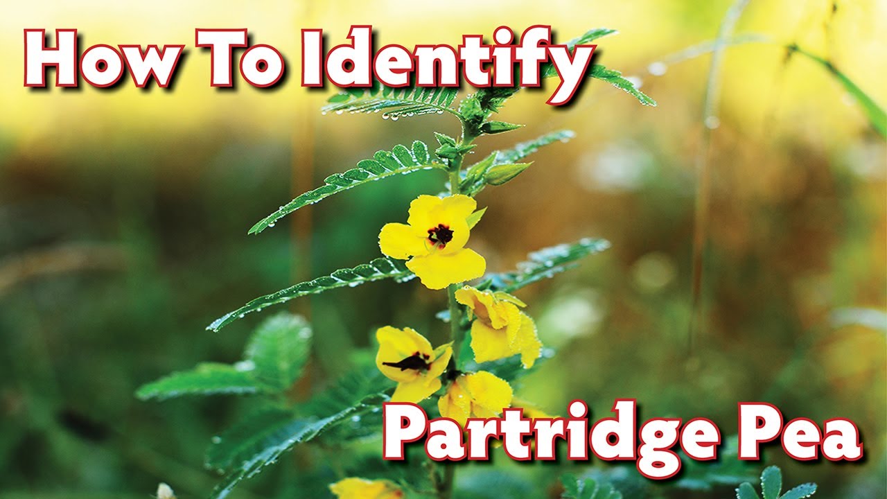 How to Identify Partridge Pea