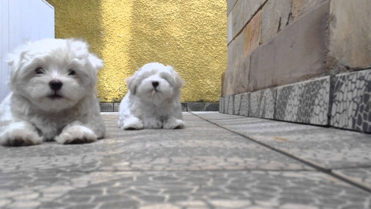 Filhotes de Maltês