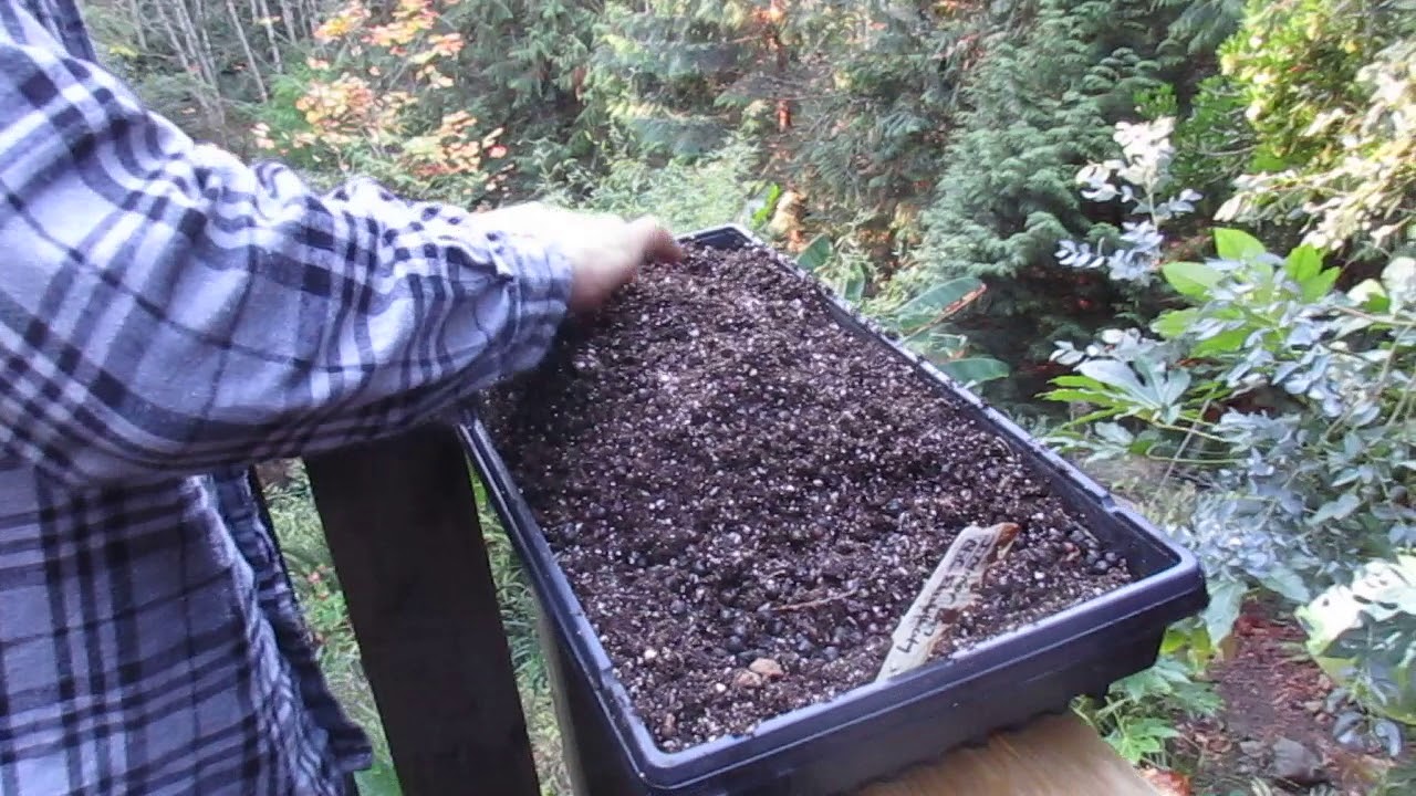 How to sow Sabal minor palm seeds.