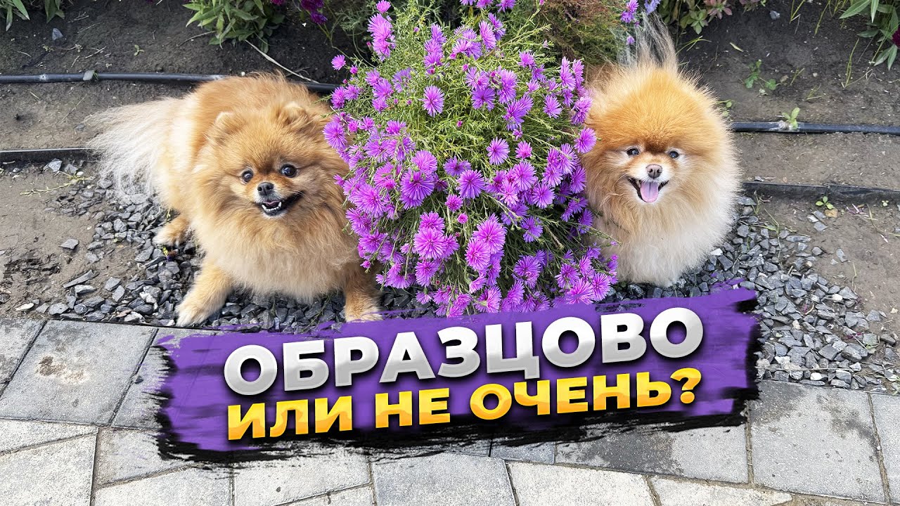Краснодар, МКР Образцово, Парк Флагманский. Гуляем с собаками