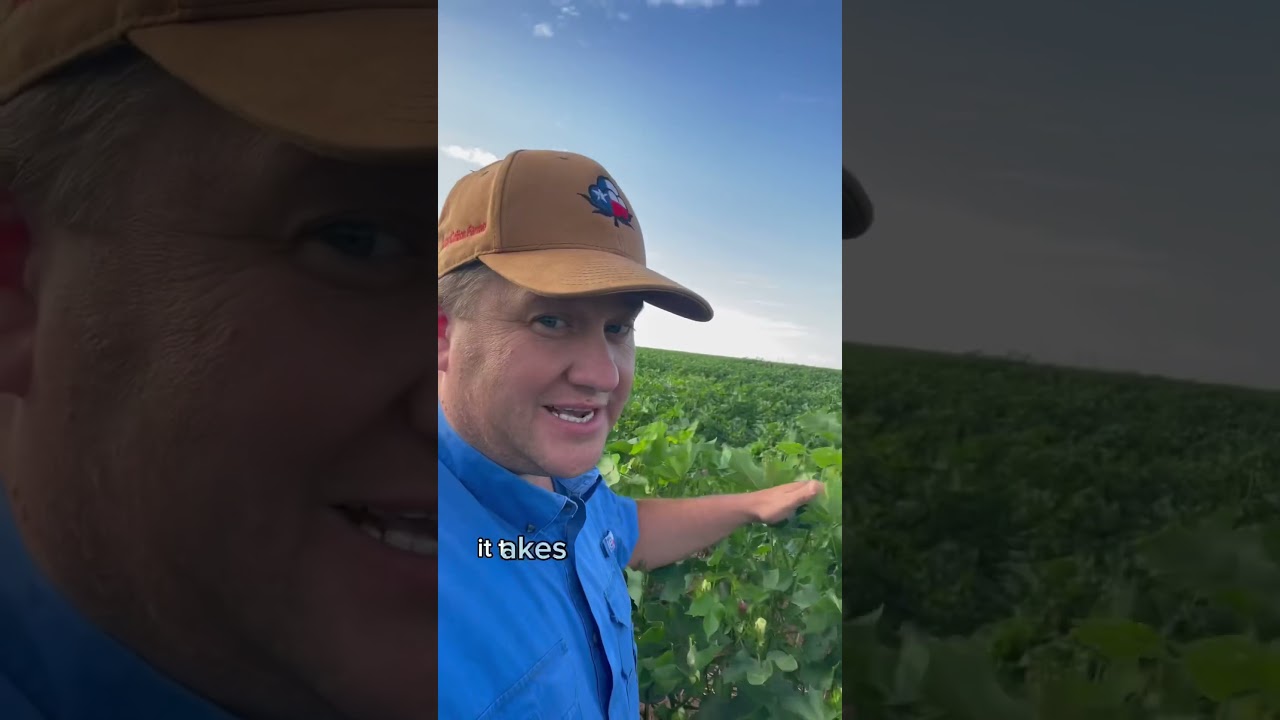 5 facts about cotton #cotton #cottonplant #farmfacts