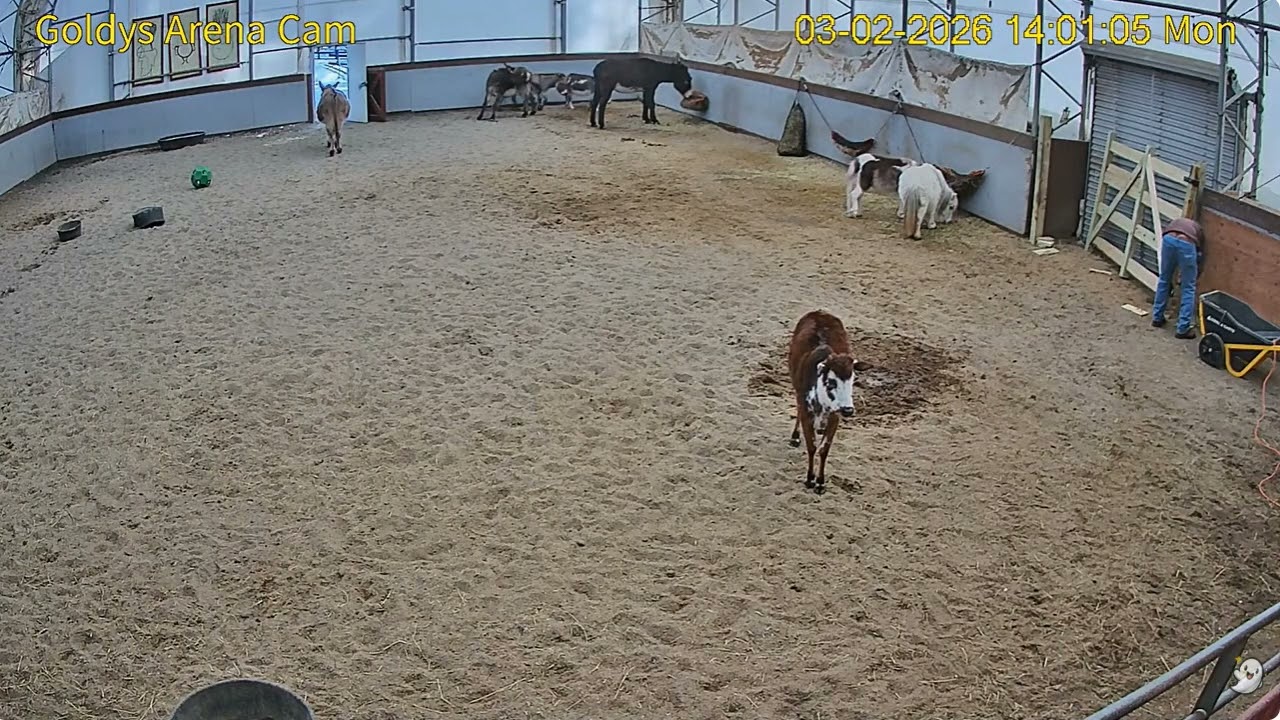 Goldy's  Arena Rescue 158pm Bao gate; Minis;Gemmie Donkeys Arthur Woody Magnus Dimitri Charlie322026