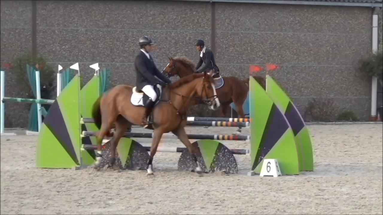 mandoro P Emerald x Indoctro 5 year stallion