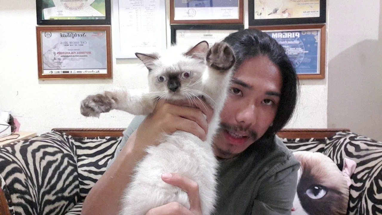 Kucing HIMALAYAN, ras Kucing atau warna kucing ???