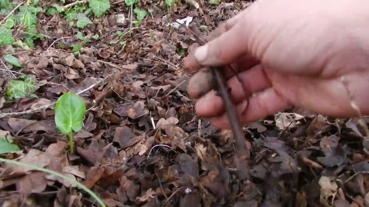 La fertilidad del bosque #bosque #fertilidad #materiaorganica #agriculturaregenerativa