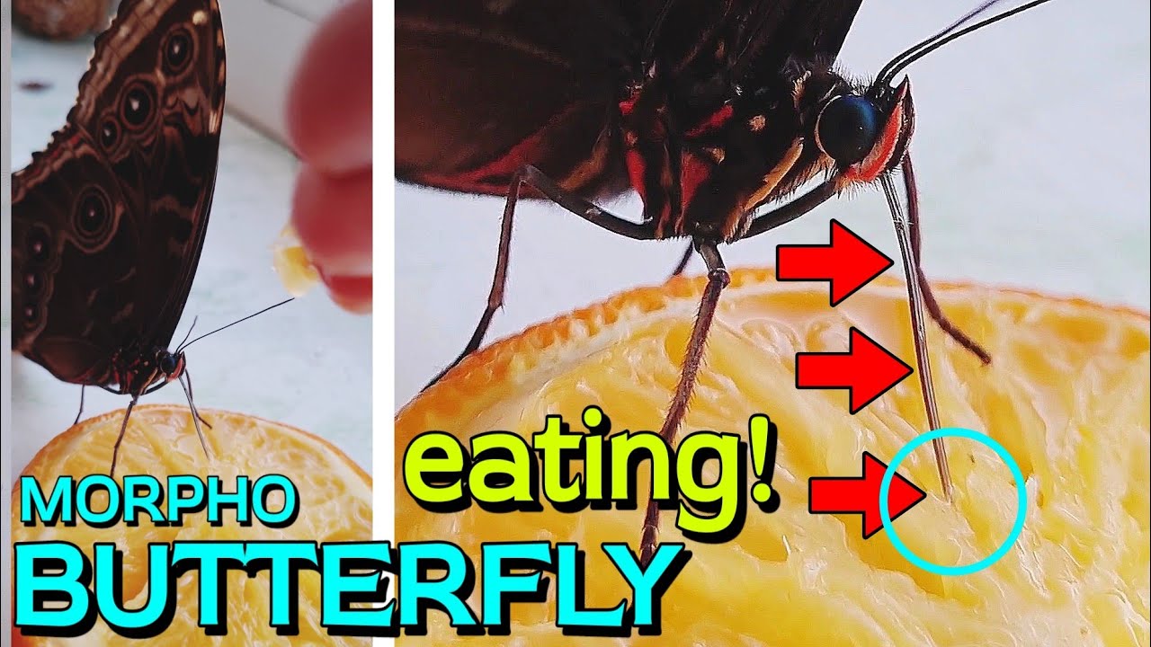 Butterfly eating Orange 🍊