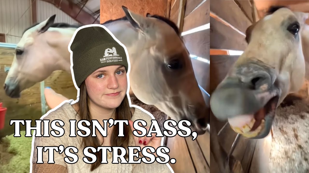Ignoring Your Horse's Behaviour Can Make Them Dangerous | Equestrian Reacts