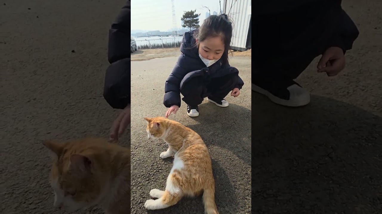 귀여운 길냥이 발견~ #고양이#치즈냥이#애교냥이