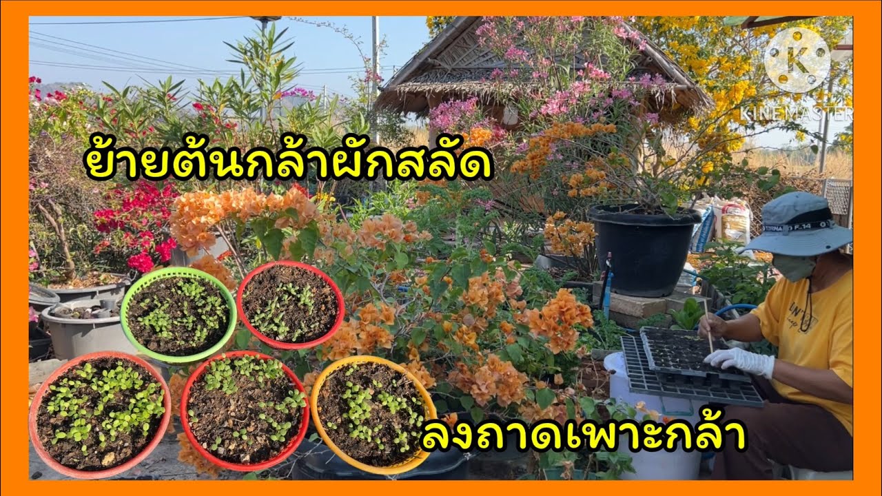 ย้ายต้นกล้าผักสลัด ลงถาดเพาะกล้า🪴🪴🪴