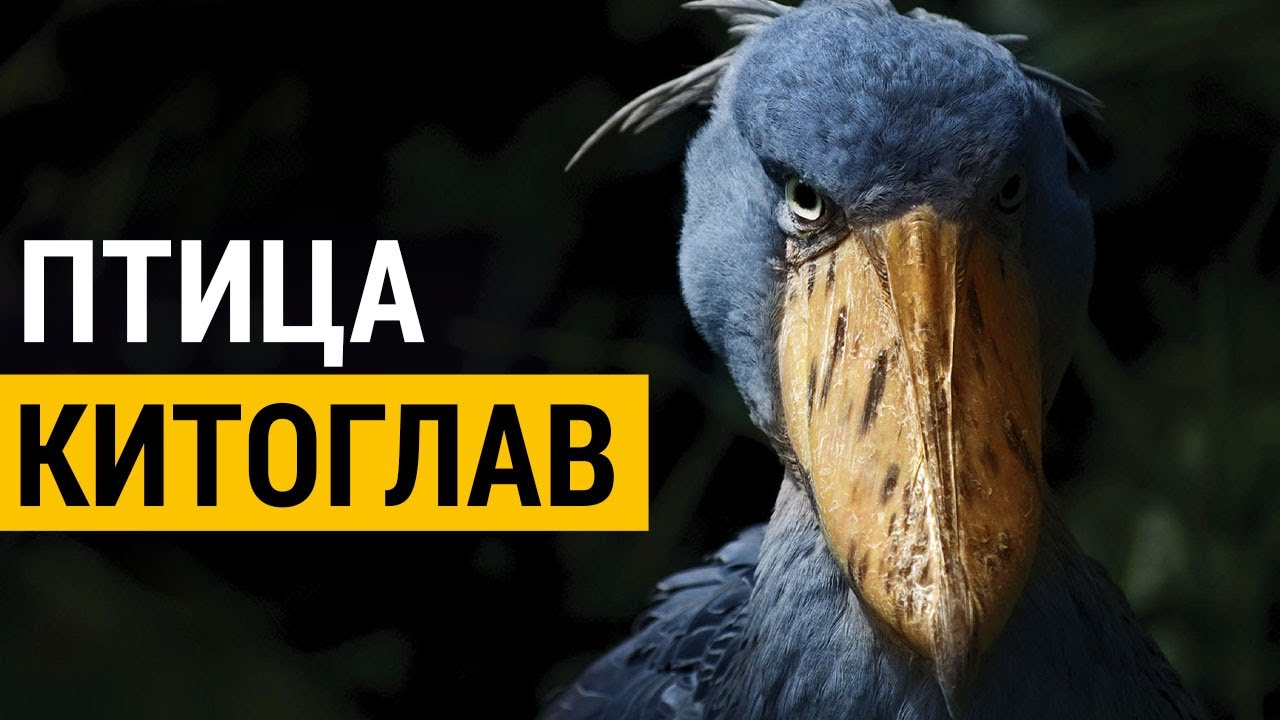 ▽ Самая странная птица в мире - китоглав