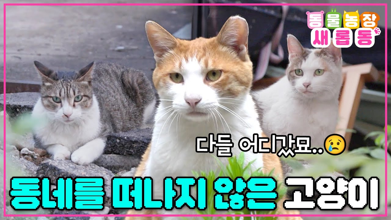 [#새롭동물농장] 사람들은 모두 떠나고, 그 자리엔 우리가 남아있다묘😿 / EP.1231 #TV동물농장 #AnimalFarm #SBSstory