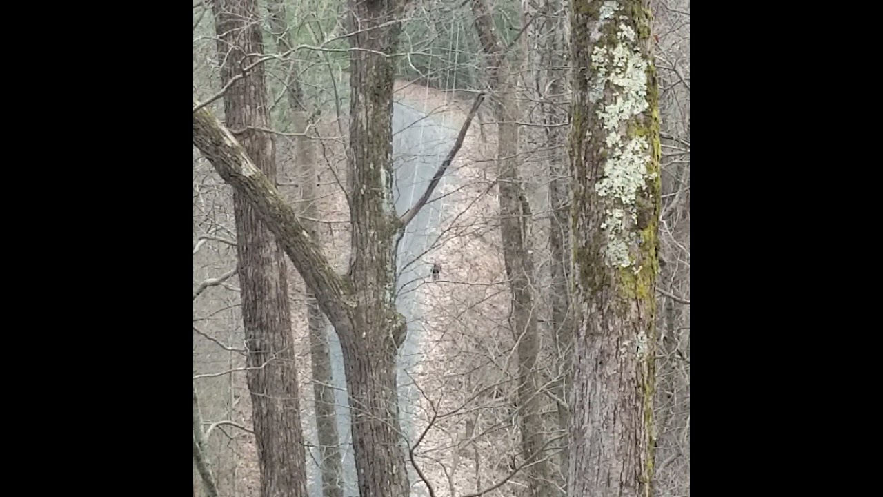 fort mountain black bear