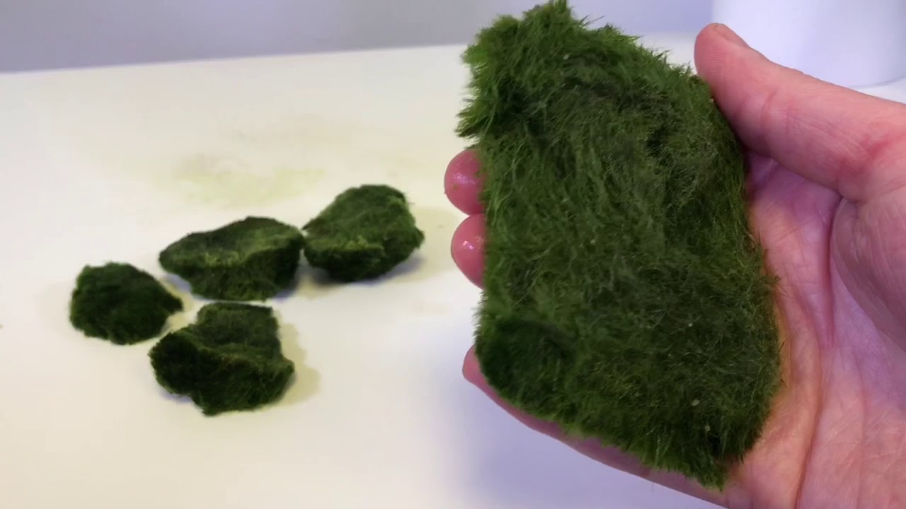 How To Use Cladophora Marimo Moss Balls in an Iwagumi Aquascape