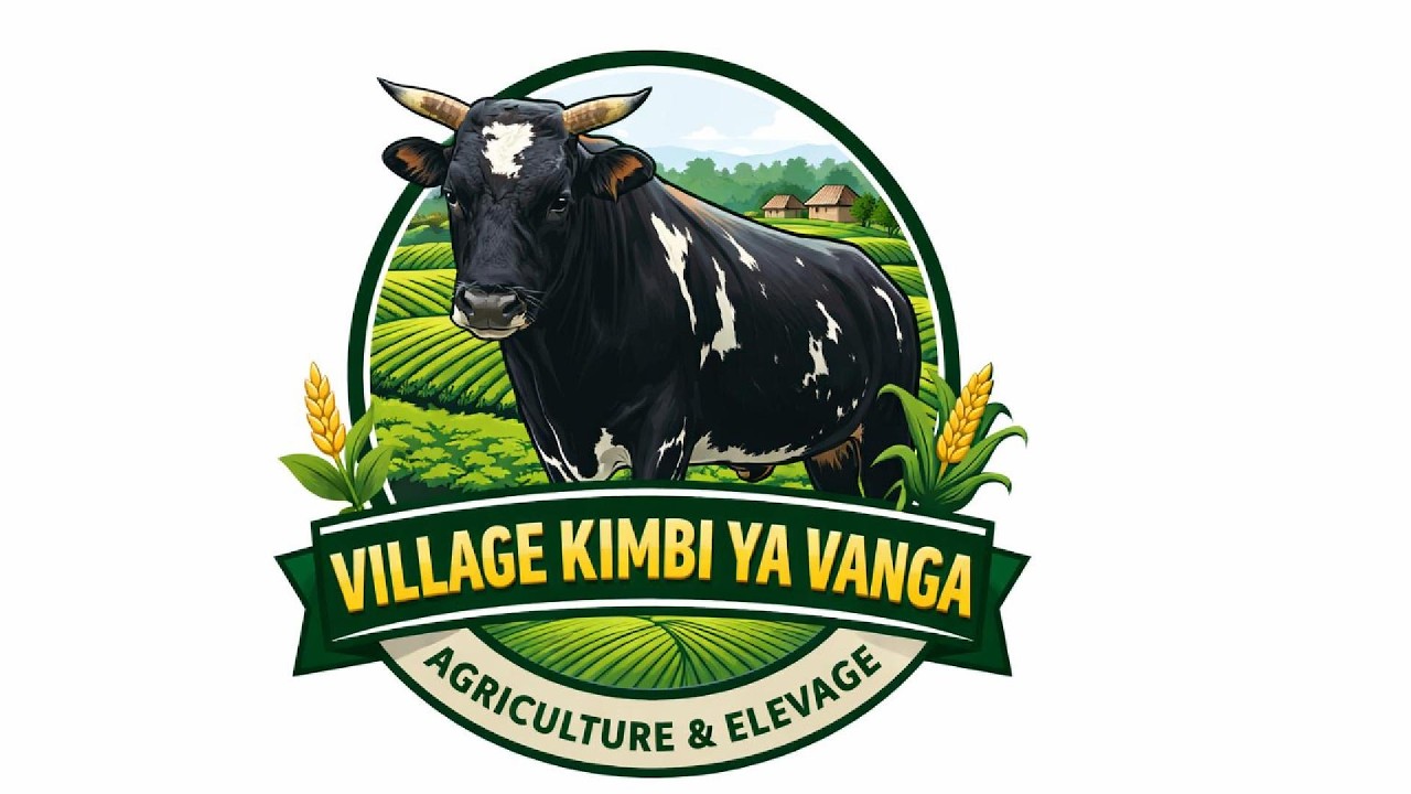 ELEVAGE  YA BA NGOMBE NA MBOKA KIMBI YA VANGA CHEZ MA MARTHE ELEKA KA BOYE