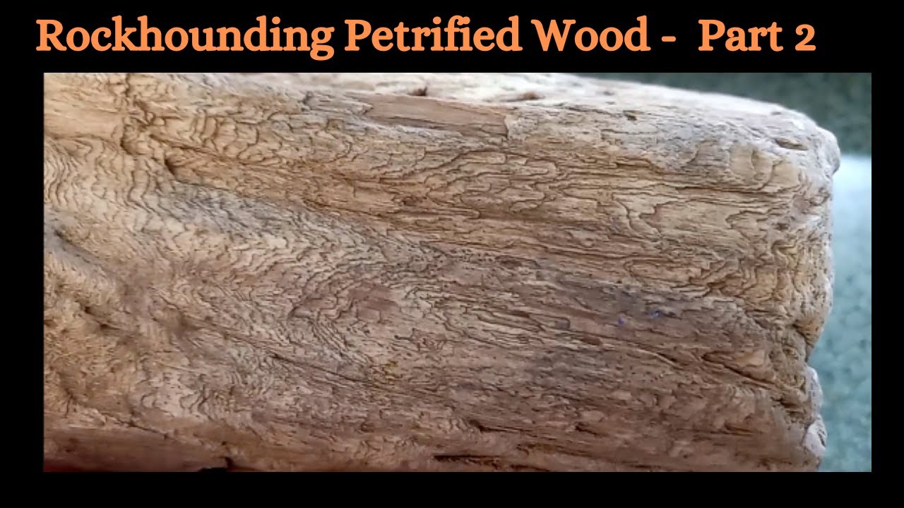 #rockhounding Petrified Wood - Northern Ca. - Part 2 - A Closer Look  By : Quest For Details