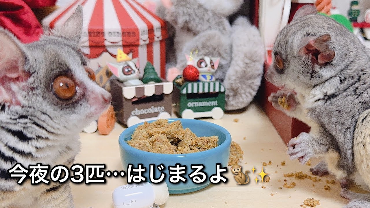 3匹の夜…それぞれの過ごし方🐒✨