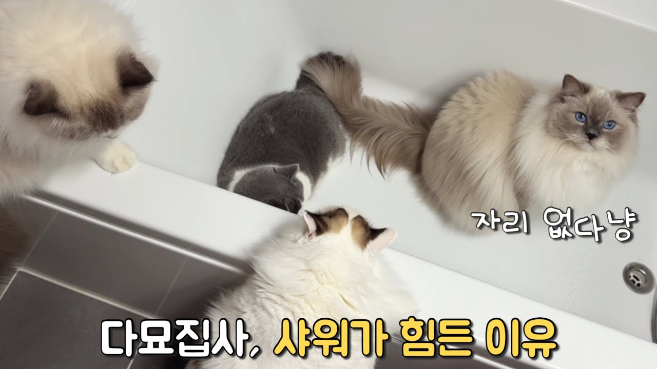 4마리, 욕조에 차례로 들어가더니..  |  똥꼬에 집착하는 랙돌고양이