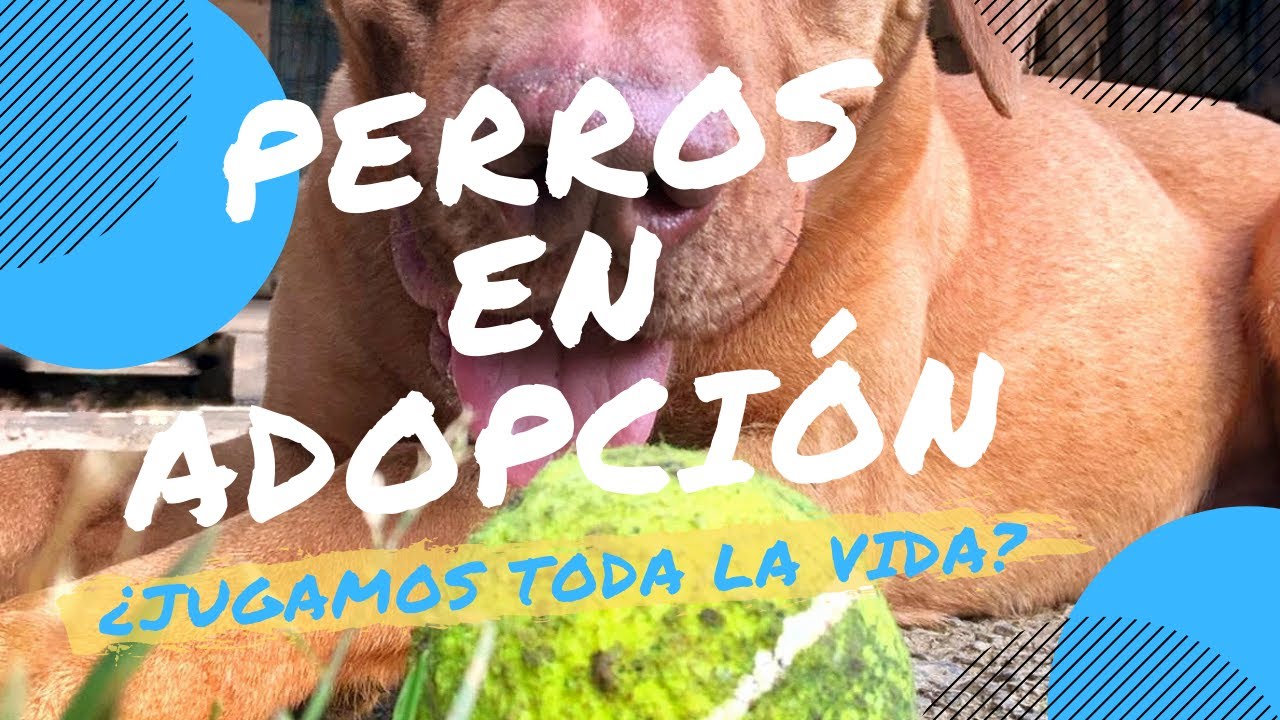 🐶 PERROS en ADOPCIÓN, Oviedo (ASTURIAS) | Protectora de Animales MÁSQUECHUCHOS