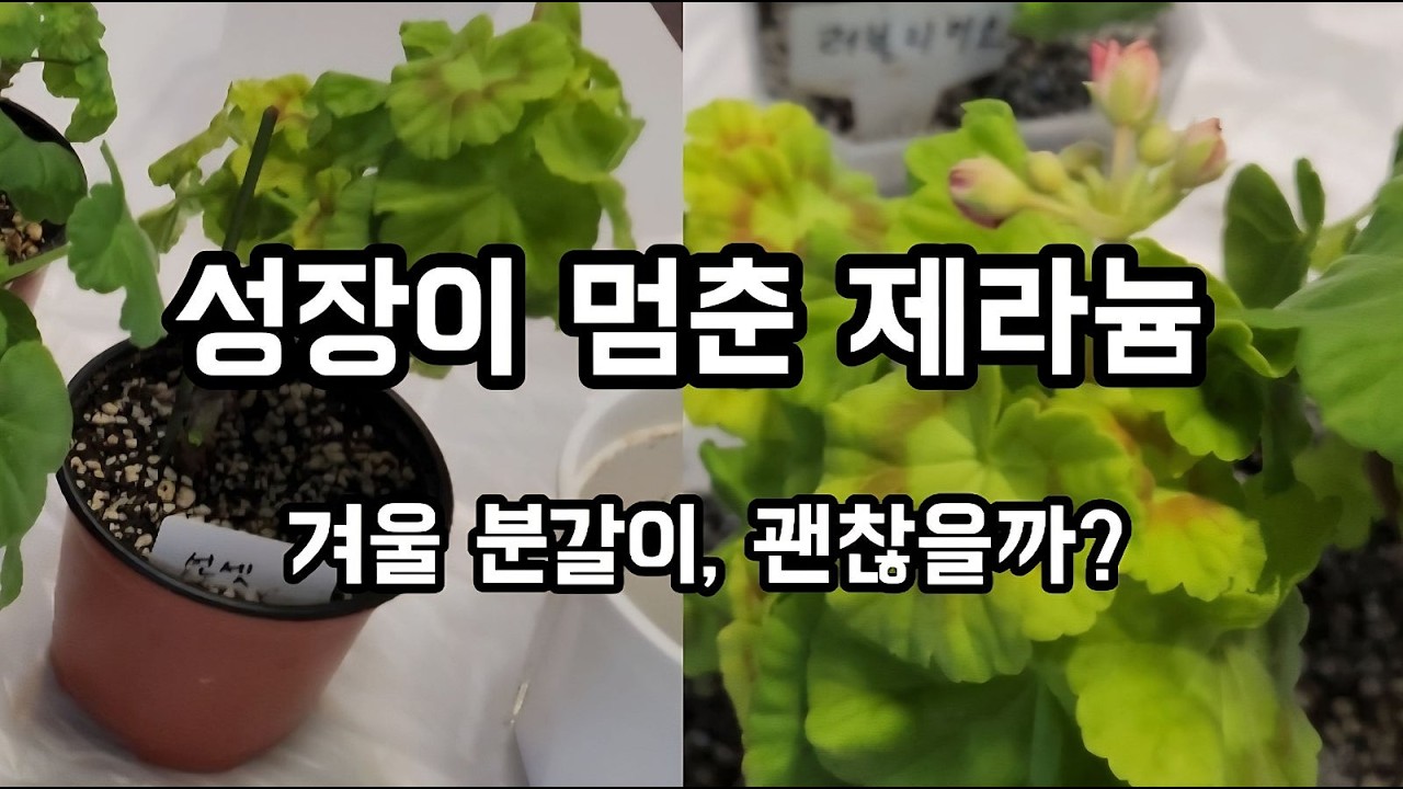 성장이 멈춘 제라늄 살리기/ 겨울철 분갈이, 이유가 있었어요