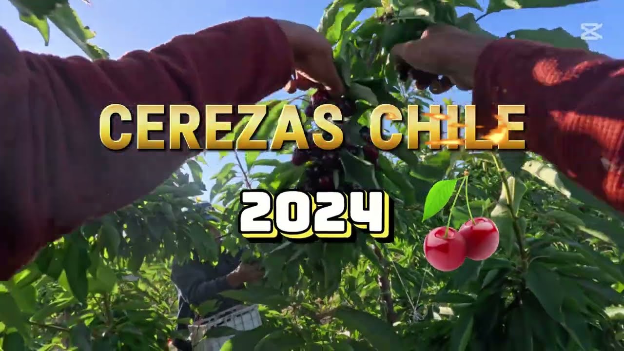 Cosecha Cerezas Chile 2024 🍒 Plantas nuevas 🌱