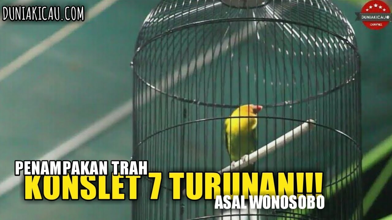 aaDUKI : Inilah Penampakan TRAH KONSLET 7 TURUNAN!!!