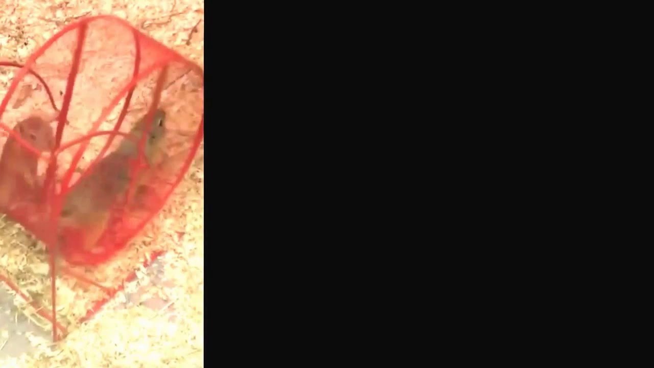 Richardson eekhoorns in looprad bij Welle Diertotaal