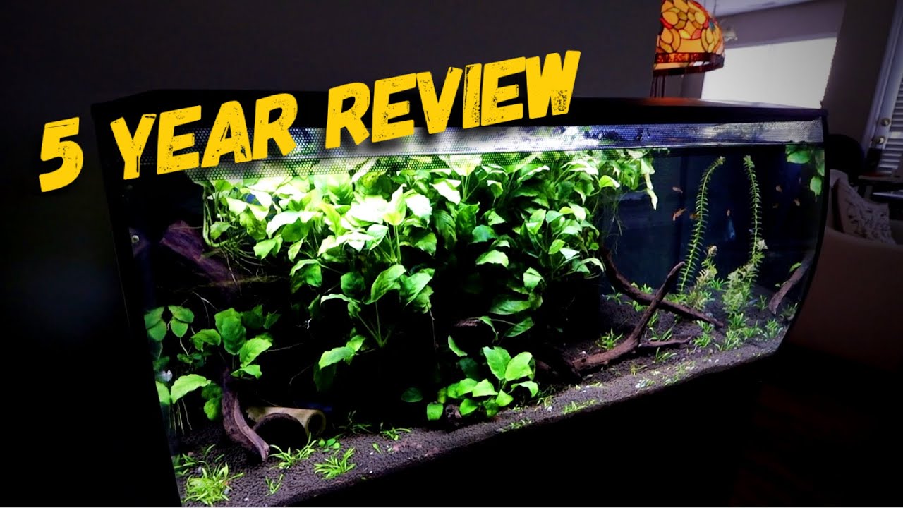 Fluval Flex 32 gallon 5 Year Update & Touch Up
