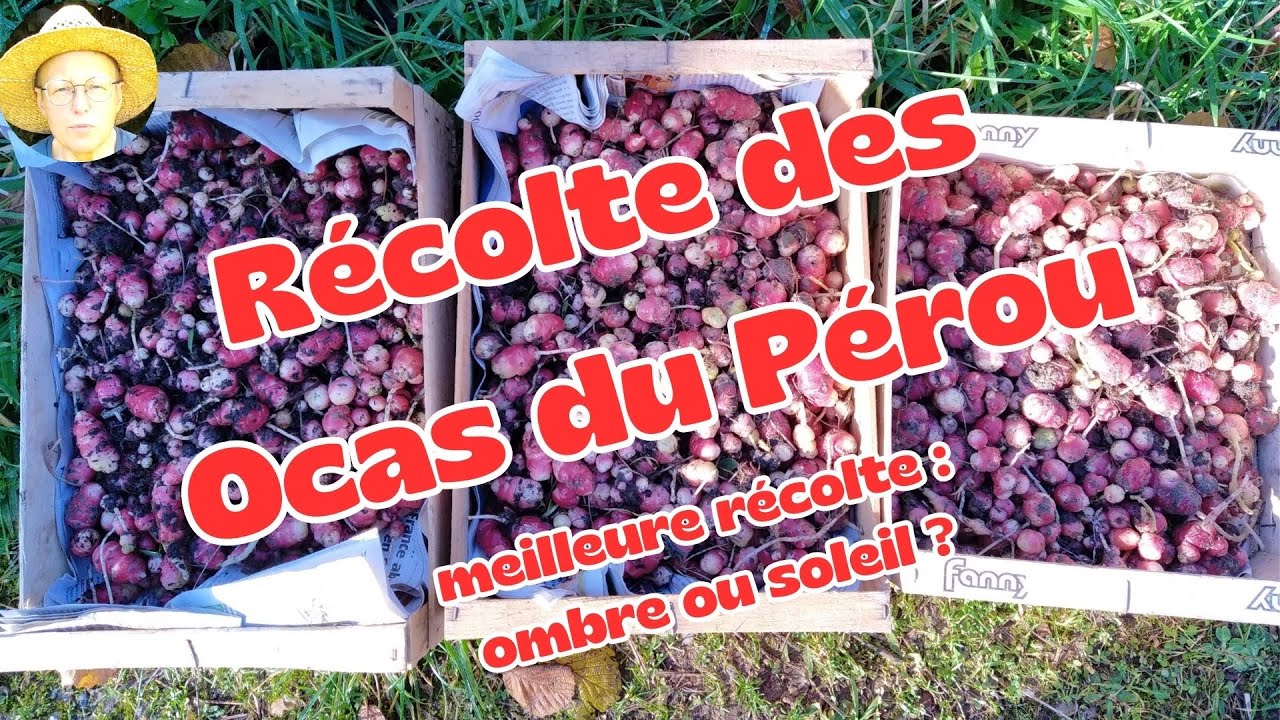 Récolte des Ocas du Pérou