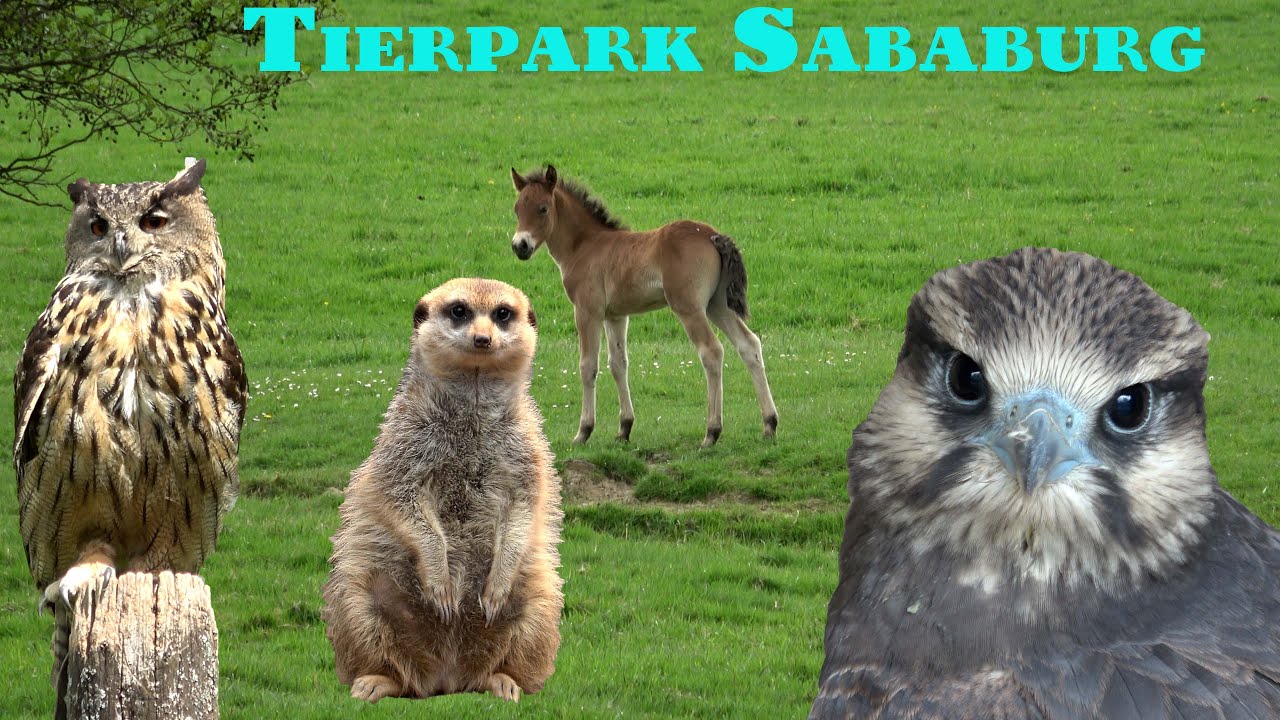 Tierpark Sababurg