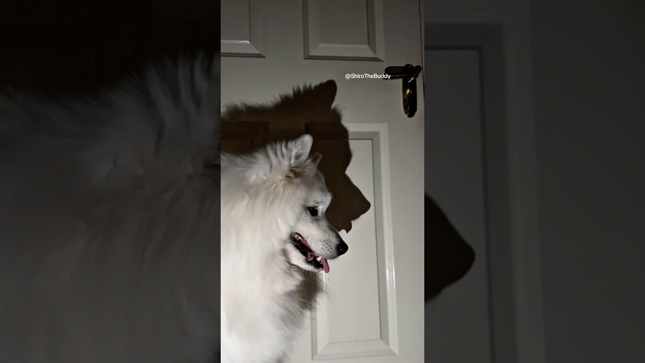 Shadow Dance✨ #dogshorts #funny #cutedog #pets #puppy #cute #dog #samoyed #shadowdance