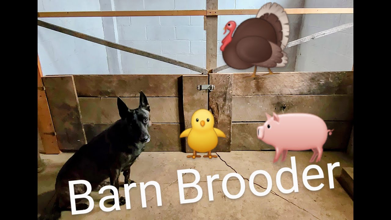 Barn Brooder _ Pig Pen // Whitt Acres