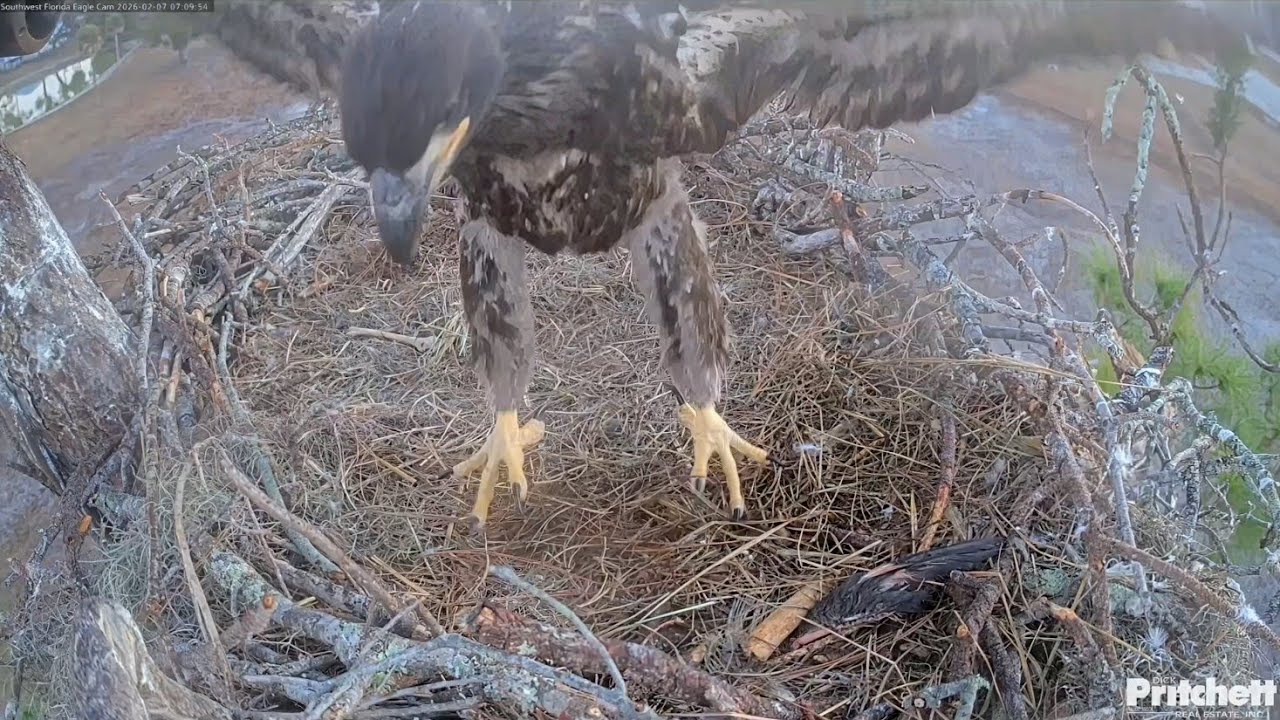 SWFL EAGLE CAM 2026.2.7 ☺️The 50-day-old E26 is practising flapping its wings and self-feeding.