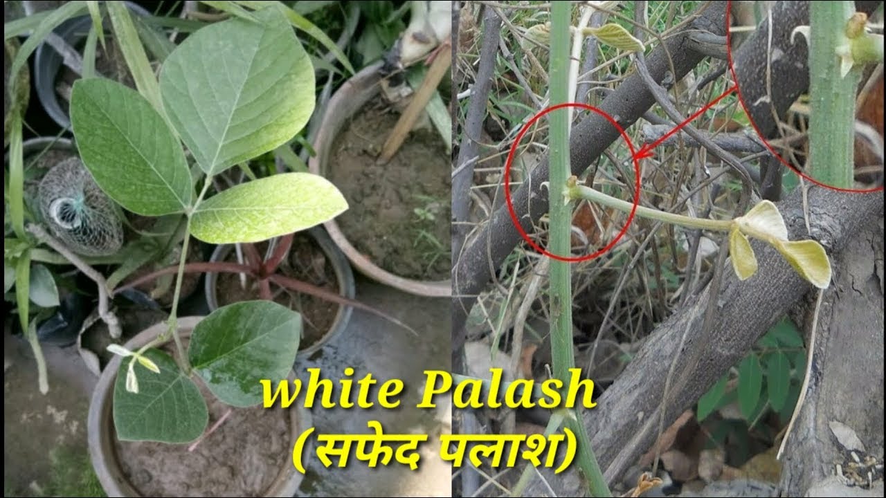 सफेद पलाश के छोटे पौधे को हम घर में कैसे लगाएं!  क्या पलाश के पौधे लगाने के बाद वह मर जाते हैं