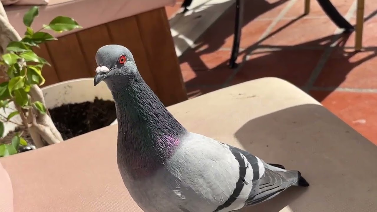 Pigeons, Spanish Birds in Winther Weather 2026 