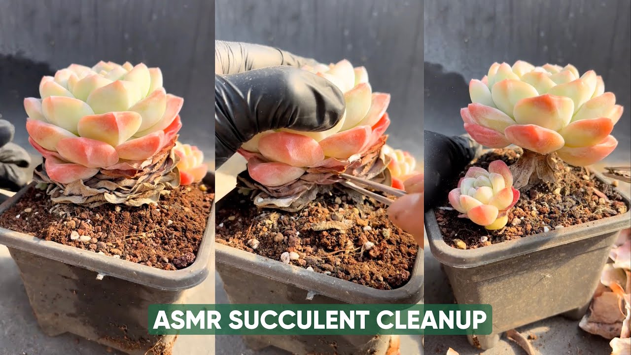 ASMR | Refreshing My Succulents 🪴 Removing Old Leaves for New Growth (No Talking)