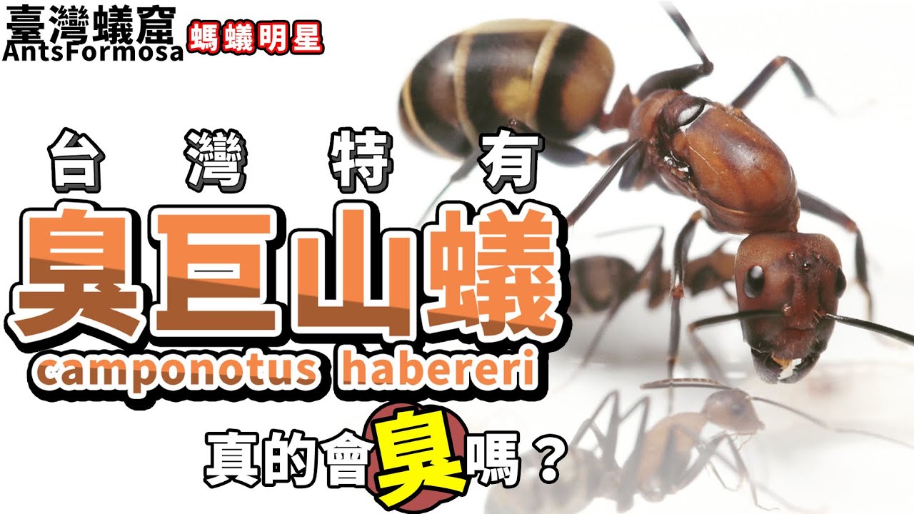 【螞蟻明星】台灣特有種｜全台最美螞蟻「臭巨山蟻-camponotus habereri」｜壁畫蟻巢