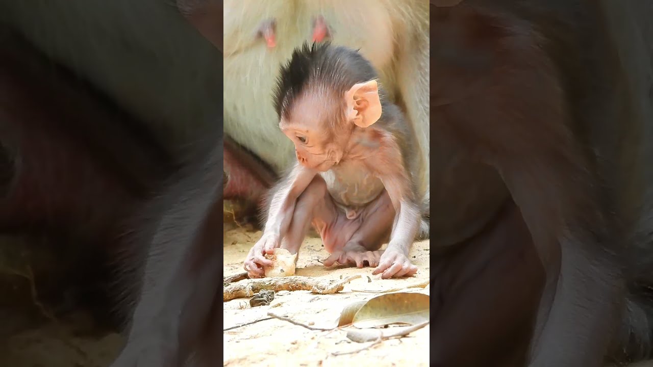 Good Baby Monkey Cinn Try Test Food