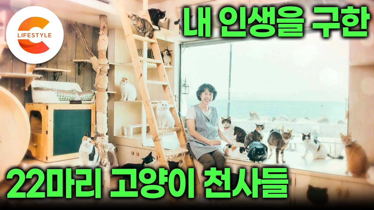 치킨집 운영하다 우연히 만난 새끼고양이, 내 인생을 구원했다 