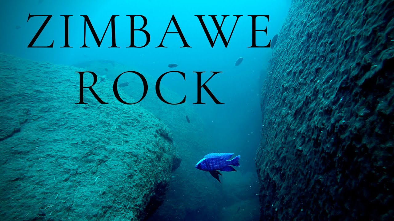 Zimbawe Rock & Update on WILD MC & O Male estherae - The Lake Malawi Experience #7