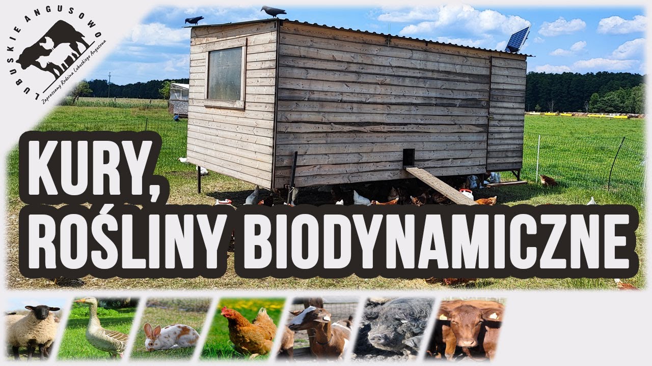Lubuskie Angusowo - S6 E12 - Rośliny biodynamiczne, kurczaki i kury