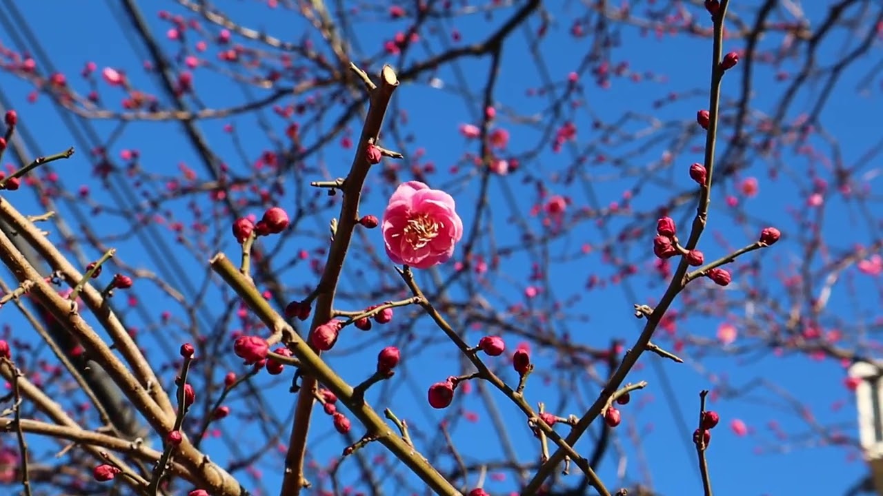 🏵️梅の花🏵️　一部花が咲いた梅の花　風に揺れるシーン
