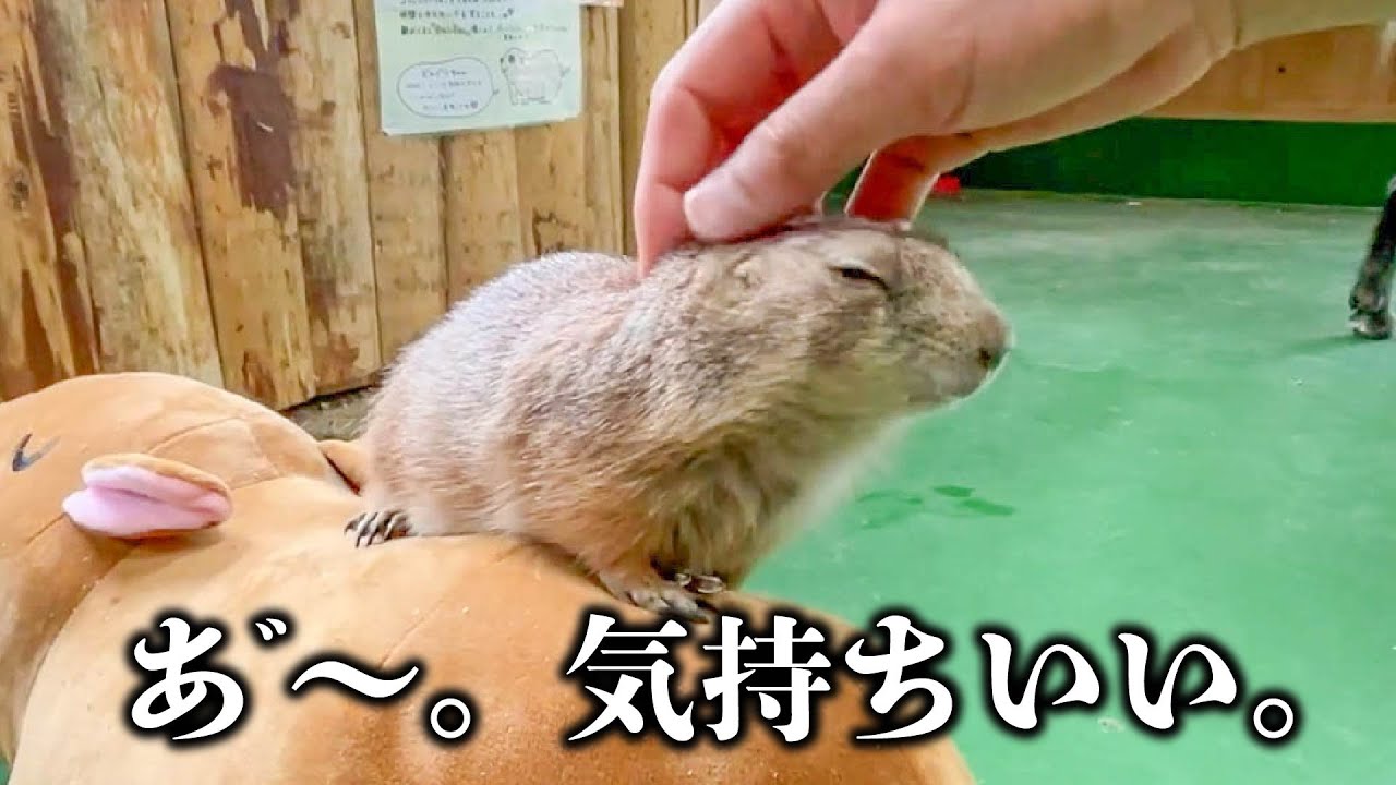 飼育員になでなでされて超ご機嫌なプレーリードッグに急展開w Capybara plush toy and animals.