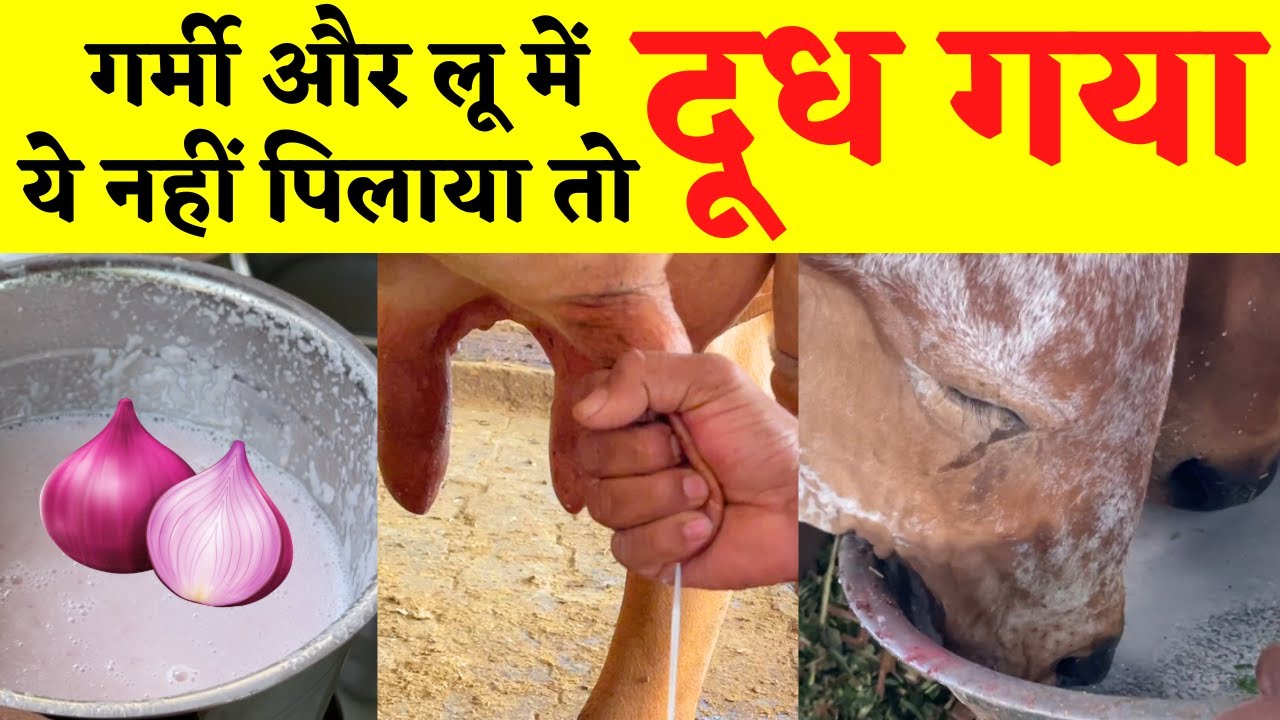 protect cow-cattle from heat stroke | गाय भेस एवं पशु को लू से बचाएं