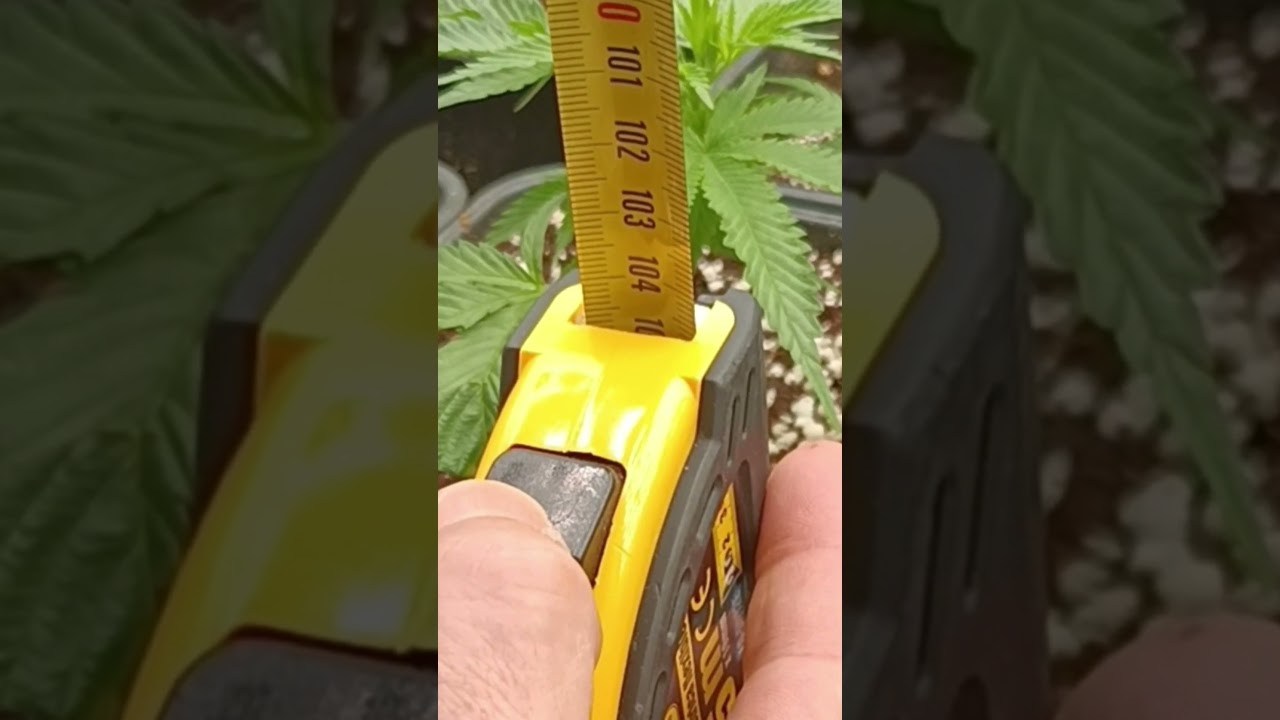🔥 CULTIVO SIN ERRORES - D&Iacute;A 7🌿DISTANCIA Y POTENCIA DE LOS LEDS #shorts  #cannabismedicinal