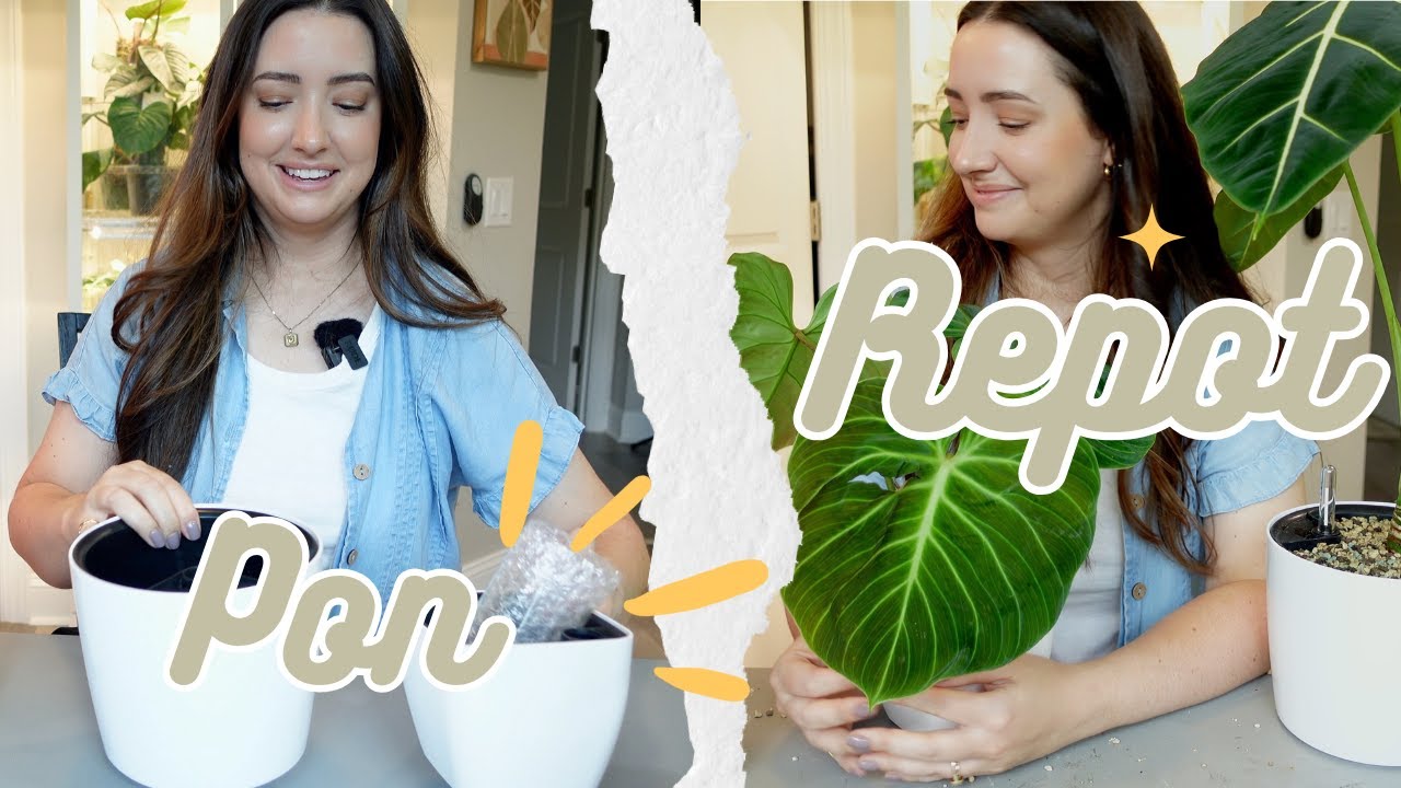 Transferring more plants to Lechuza Pon Plus an Upsize!