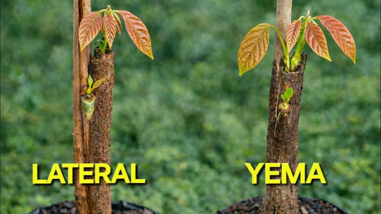 CUAL ES LA MEJOR TÉCNICA PARA INJERTAR CACAO ?  DE YEMA O ENCHAPE LATERAL? #cacao #injerto 